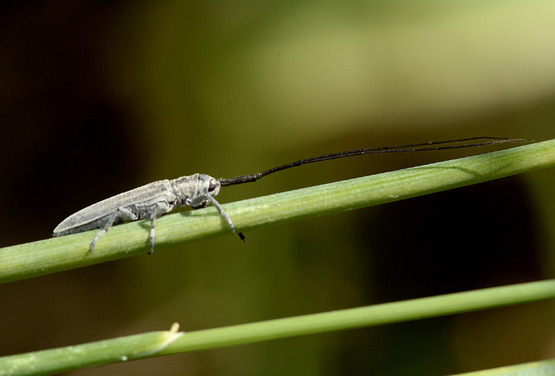 Cerambycidae: Calamobius filum